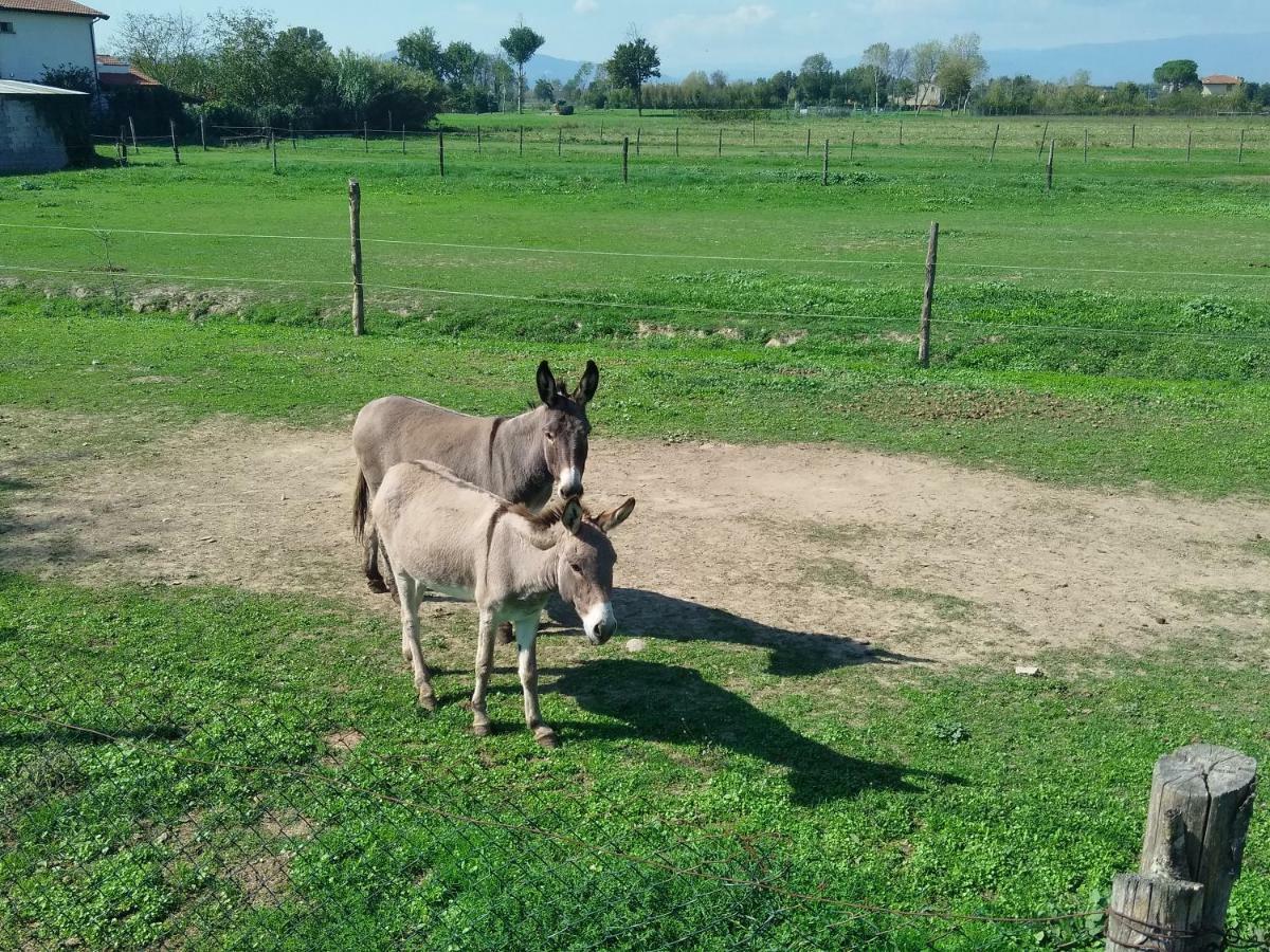 Appartamento Il Brocciolo Agliana Экстерьер фото